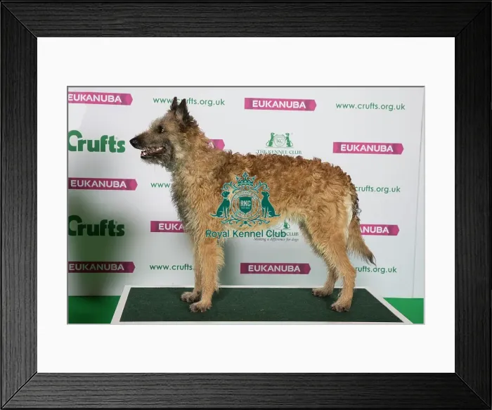 Framed Print : Best of Breed Winner BELGIAN SHEPHERD DOG (LAEKENOIS) (NONCC) Framed Print : Best of Breed Winner BELGIAN SHEPHERD DOG (LAEKENOIS) (NONCC)