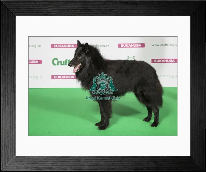 Framed Print : Best of Breed Winner Belgian Shepherd Dog (Groenendael) Framed Print : Best of Breed Winner Belgian Shepherd Dog (Groenendael)