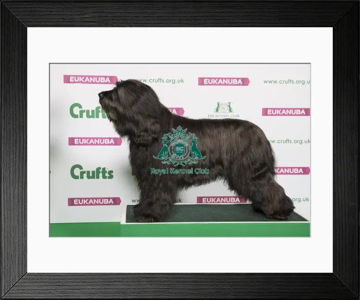 Framed Print : Best of Breed Winner BRIARD Framed Print : Best of Breed Winner BRIARD