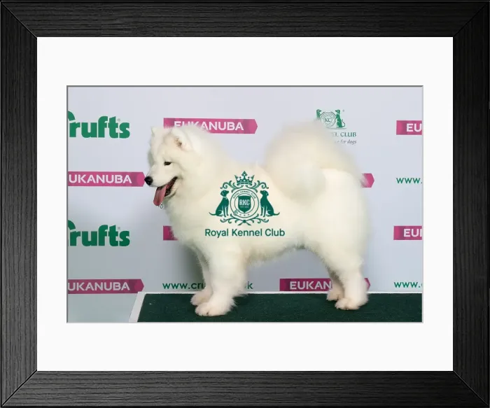 Framed Print : Best of Breed Winner SAMOYED Framed Print : Best of Breed Winner SAMOYED