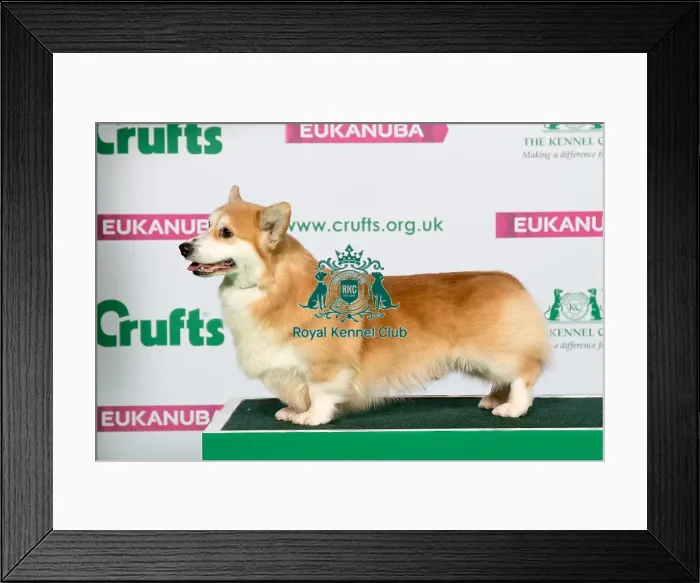 Framed Print : Best of Breed Winner WELSH CORGI (PEMBROKE) Framed Print : Best of Breed Winner WELSH CORGI (PEMBROKE)