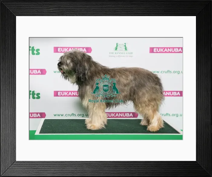 Framed Print : Best of Breed Winner CATALAN SHEEPDOG Framed Print : Best of Breed Winner CATALAN SHEEPDOG