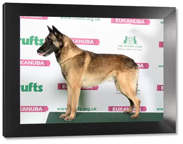 Best of Breed Winner BELGIAN SHEPHERD DOG (MALINOIS)