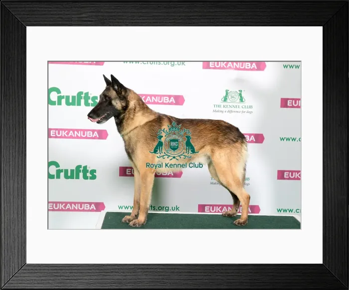 Framed Print : Best of Breed Winner BELGIAN SHEPHERD DOG (MALINOIS) Framed Print : Best of Breed Winner BELGIAN SHEPHERD DOG (MALINOIS)