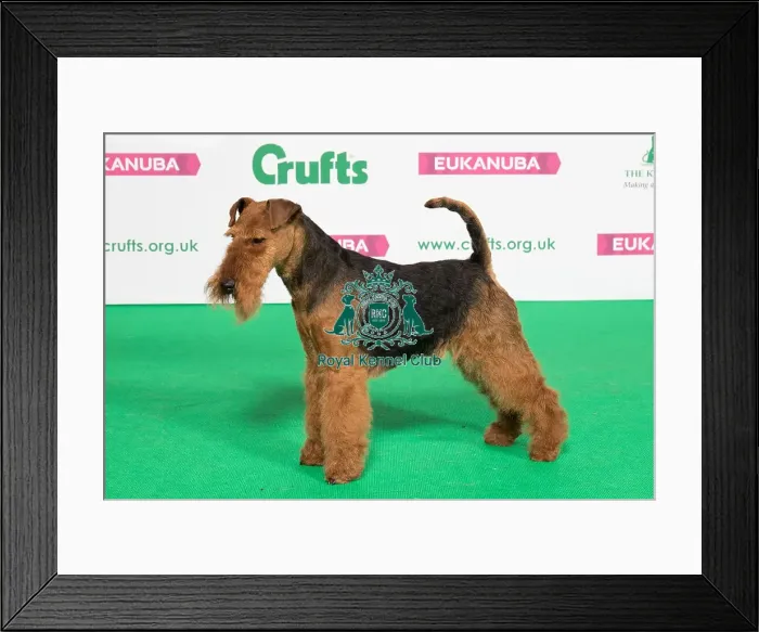 Framed Print : Best of Breed Winner WELSH TERRIER