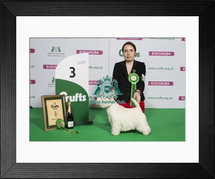 Framed Print : Terrier Group Winner 3rd place Framed Print : Terrier Group Winner 3rd place