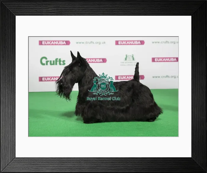 Framed Print : Best of Breed Winner SCOTTISH TERRIER Framed Print : Best of Breed Winner SCOTTISH TERRIER