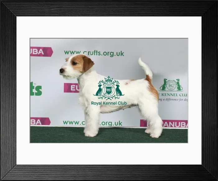 Framed Print : Best of Breed Winner JACK RUSSELL TERRIER Framed Print : Best of Breed Winner JACK RUSSELL TERRIER