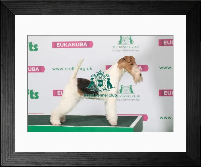 Framed Print : Best of Breed Winner FOX TERRIER (WIRE) Framed Print : Best of Breed Winner FOX TERRIER (WIRE)