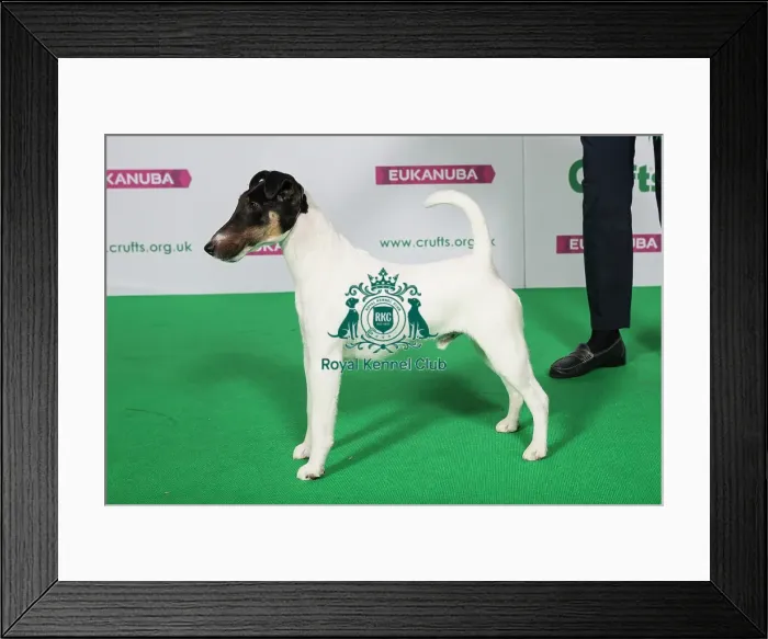 Framed Print : Best of Breed Winner FOX TERRIER (SMOOTH)