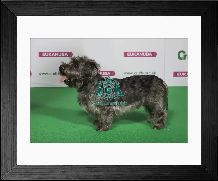 Framed Print : Best of Breed Winner GLEN OF IMaL TERRIER Framed Print : Best of Breed Winner GLEN OF IMaL TERRIER