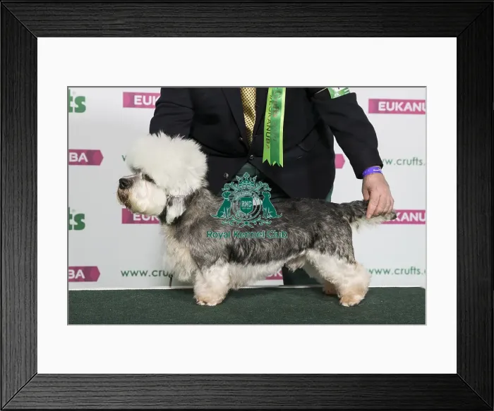 Framed Print : Best of Breed Winner DANDIE DINMONT TERRIER Framed Print : Best of Breed Winner DANDIE DINMONT TERRIER