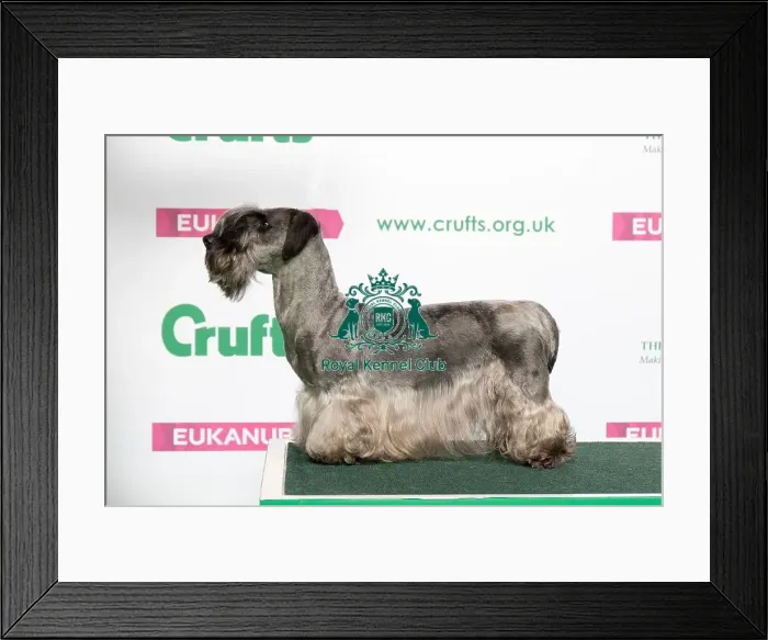 Framed Print : Best of Breed Winner CESKY TERRIER