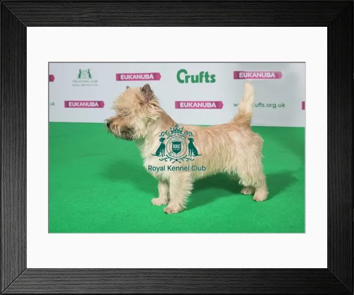 Framed Print : Best of Breed Winner CAIRN TERRIER Framed Print : Best of Breed Winner CAIRN TERRIER