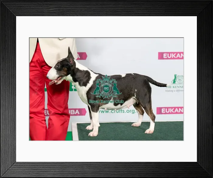 Framed Print : Best of Breed Winner BULL TERRIER (MINIATURE) Framed Print : Best of Breed Winner BULL TERRIER (MINIATURE)