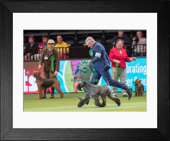 Framed Print : Best of Breed Winner KERRY BLUE TERRIER Framed Print : Best of Breed Winner KERRY BLUE TERRIER