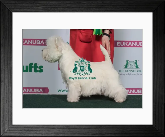 Framed Print : Best of Breed Winner WEST HIGHLAND WHITE TERRIER Framed Print : Best of Breed Winner WEST HIGHLAND WHITE TERRIER