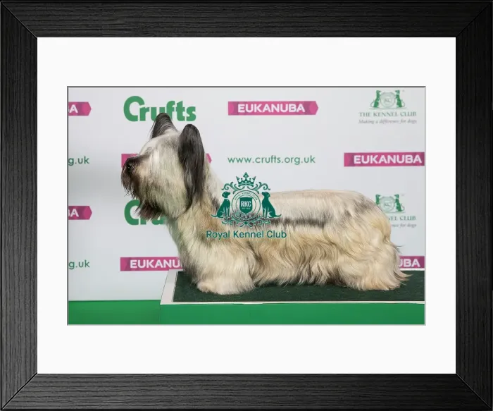 Framed Print : Best of Breed Winner SKYE TERRIER Framed Print : Best of Breed Winner SKYE TERRIER