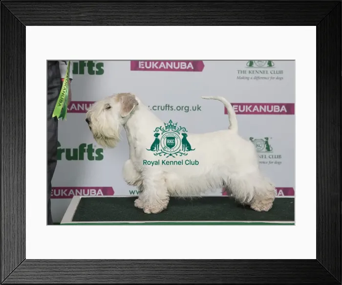 Framed Print : Best of Breed Winner SEALYHAM TERRIER Framed Print : Best of Breed Winner SEALYHAM TERRIER