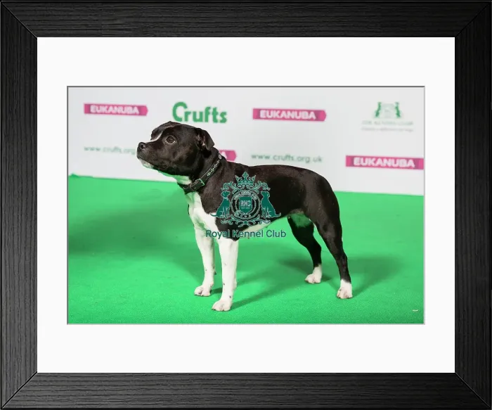 Framed Print : Best of Breed Winner STAFFORDSHIRE BULL TERRIER Framed Print : Best of Breed Winner STAFFORDSHIRE BULL TERRIER