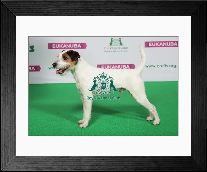 Framed Print : Best of Breed Winner PARSON RUSSELL TERRIER Framed Print : Best of Breed Winner PARSON RUSSELL TERRIER