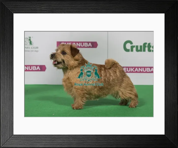 Framed Print : Best of Breed Winner NORFOLK TERRIER Framed Print : Best of Breed Winner NORFOLK TERRIER