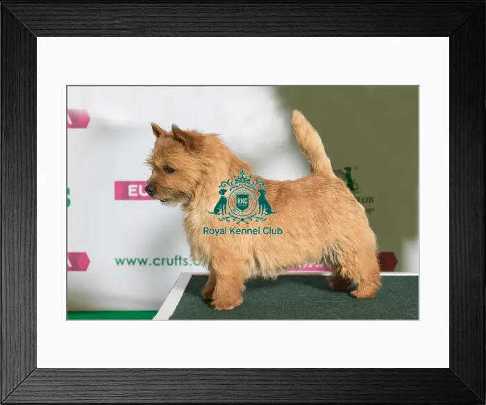 Framed Print : Best of Breed Winner NORWICH TERRIER Framed Print : Best of Breed Winner NORWICH TERRIER