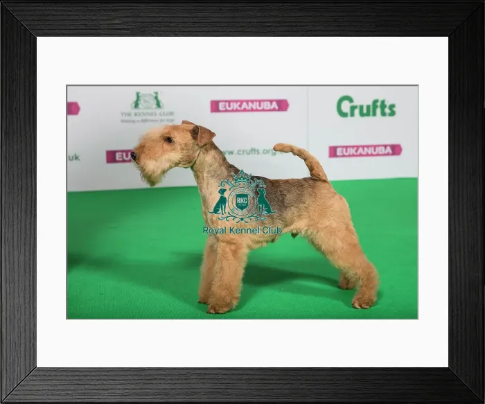 Framed Print : Best of Breed Winner LAKELAND TERRIER Framed Print : Best of Breed Winner LAKELAND TERRIER