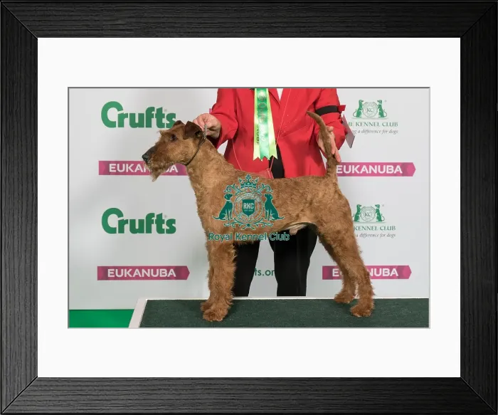 Framed Print : Best of Breed Winner IRISH TERRIER Framed Print : Best of Breed Winner IRISH TERRIER