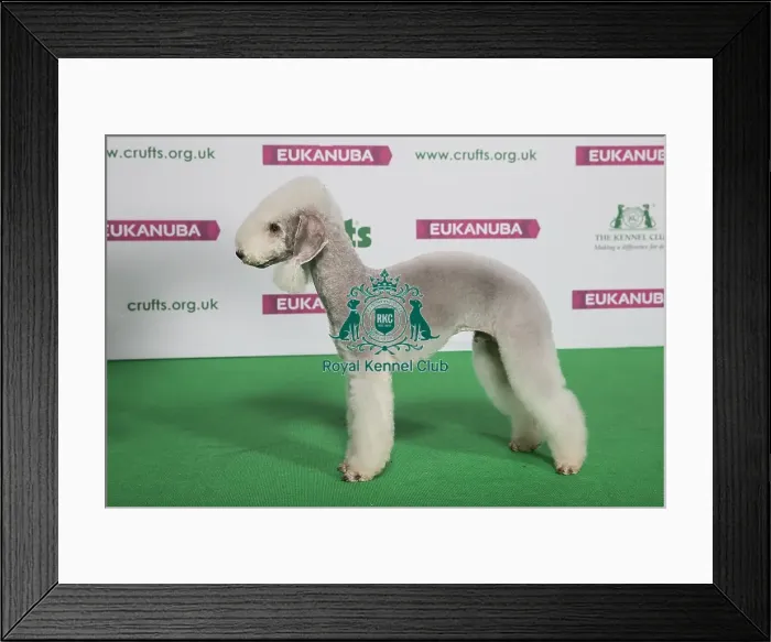 Framed Print : Best of Breed Winner BEDLINGTON TERRIER Framed Print : Best of Breed Winner BEDLINGTON TERRIER