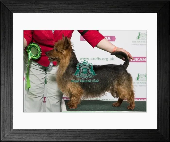 Framed Print : Best of Breed Winner AUSTRALIAN TERRIER Framed Print : Best of Breed Winner AUSTRALIAN TERRIER