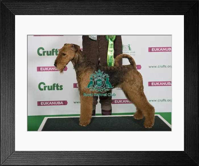 Framed Print : Best of Breed Winner AIREDALE TERRIER Framed Print : Best of Breed Winner AIREDALE TERRIER