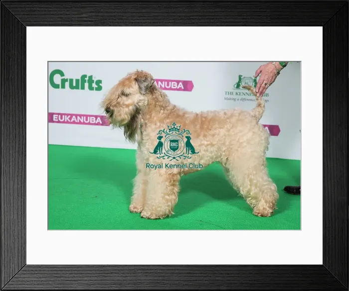 Framed Print : Best of Breed Winner SOFT COATED WHEATEN TERRIER Framed Print : Best of Breed Winner SOFT COATED WHEATEN TERRIER