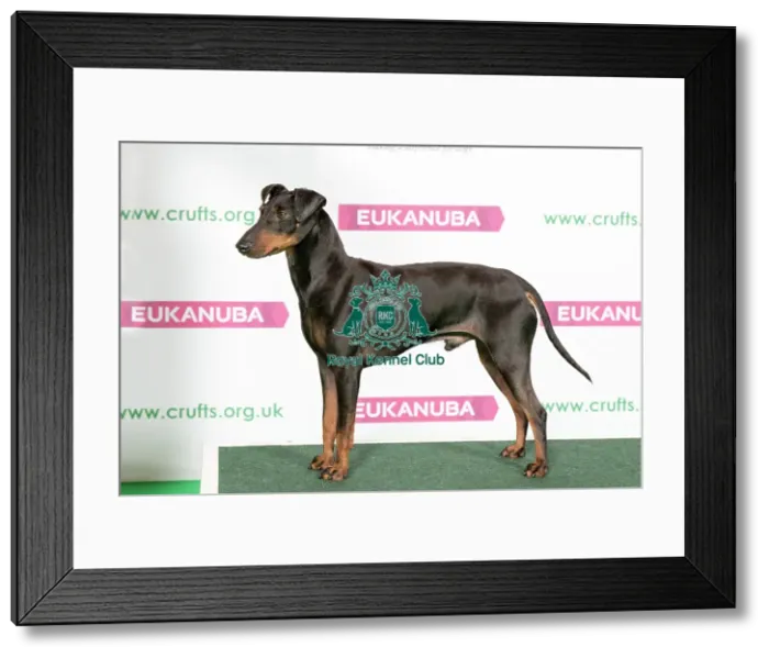 Framed Print : Best of Breed Winner MANCHESTER TERRIER Framed Print : Best of Breed Winner MANCHESTER TERRIER