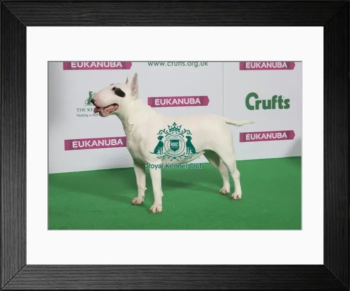 Framed Print : Best of Breed Winner BULL TERRIER Framed Print : Best of Breed Winner BULL TERRIER