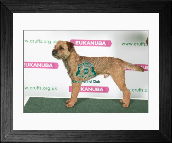 Framed Print : Best of Breed Winner BORDER TERRIER Framed Print : Best of Breed Winner BORDER TERRIER