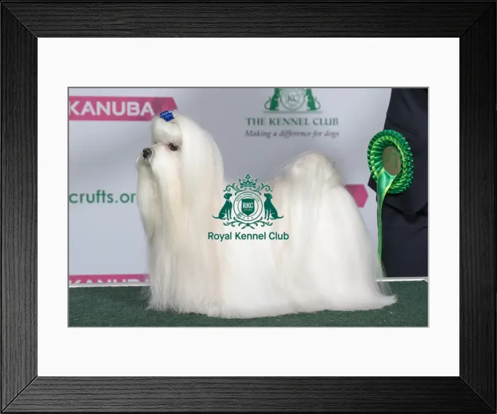 Framed Print : Best of Breed MALTESE Framed Print : Best of Breed MALTESE
