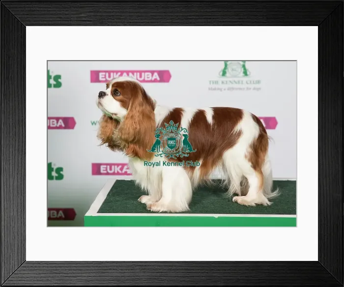 Framed Print : Best of Breed Cavalier King Charles Spaniel Framed Print : Best of Breed Cavalier King Charles Spaniel