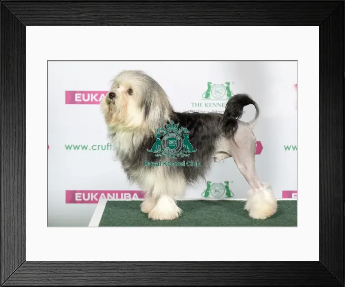 Framed Print : Best of Breed LOWCHEN