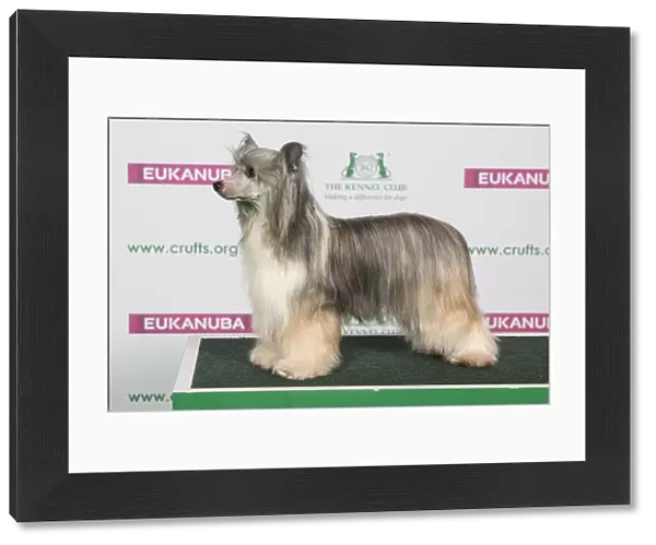 Best of Breed CHINESE CRESTED