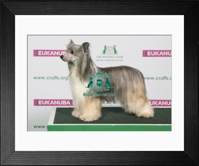 Framed Print : Best of Breed CHINESE CRESTED Framed Print : Best of Breed CHINESE CRESTED