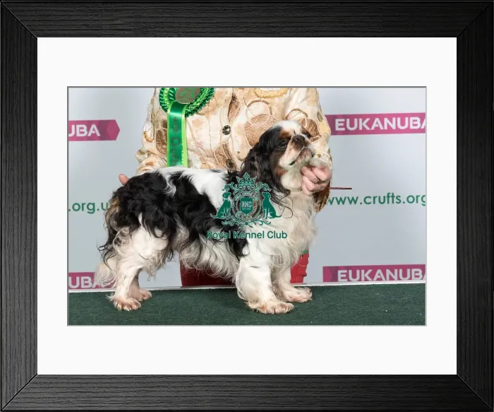Framed Print : Best of Breed King Charles Spaniel Framed Print : Best of Breed King Charles Spaniel