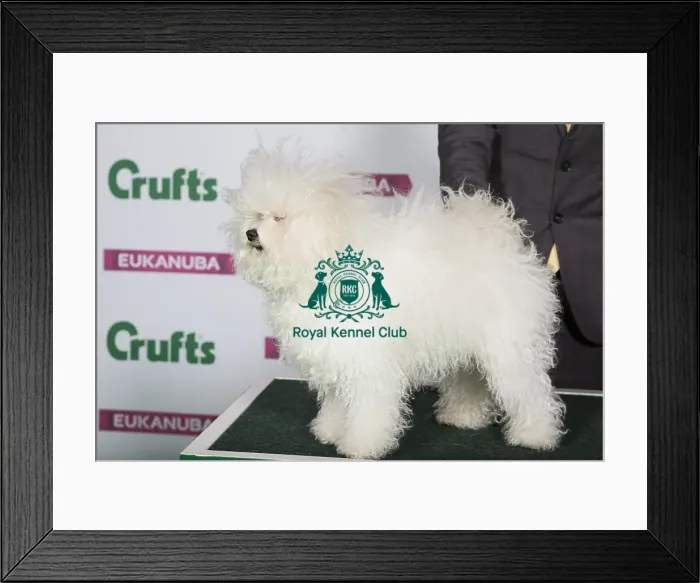 Framed Print : Best of Breed BOLOGNESE Framed Print : Best of Breed BOLOGNESE