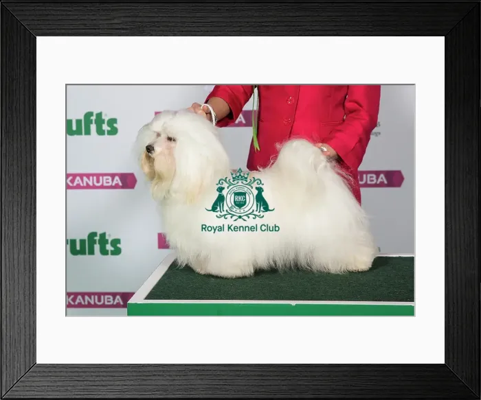 Framed Print : Best of Breed HAVANESE Framed Print : Best of Breed HAVANESE