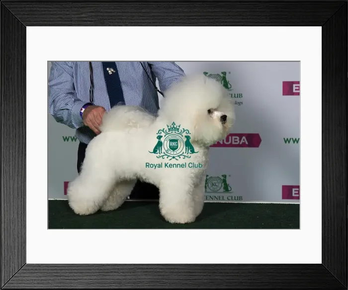 Framed Print : Best of Breed BICHON FRISE Framed Print : Best of Breed BICHON FRISE