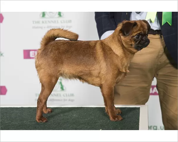 Best of Breed Griffon Bruxellois