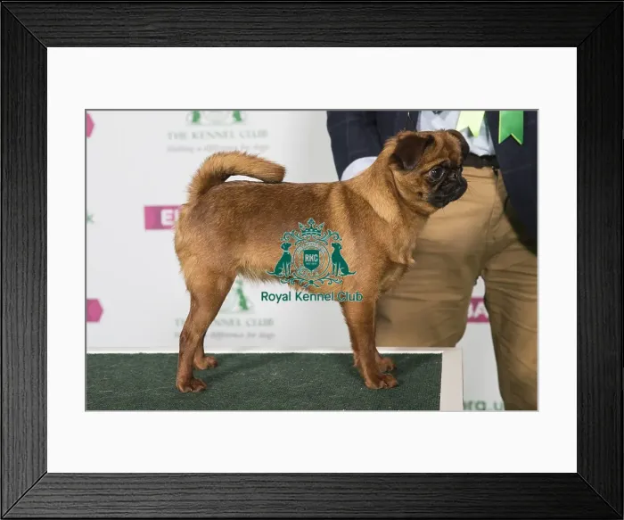 Framed Print : Best of Breed Griffon Bruxellois Framed Print : Best of Breed Griffon Bruxellois