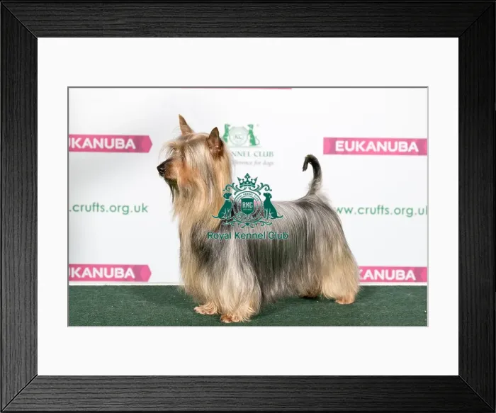 Framed Print : Best of Breed Australian Silky Terrier Framed Print : Best of Breed Australian Silky Terrier