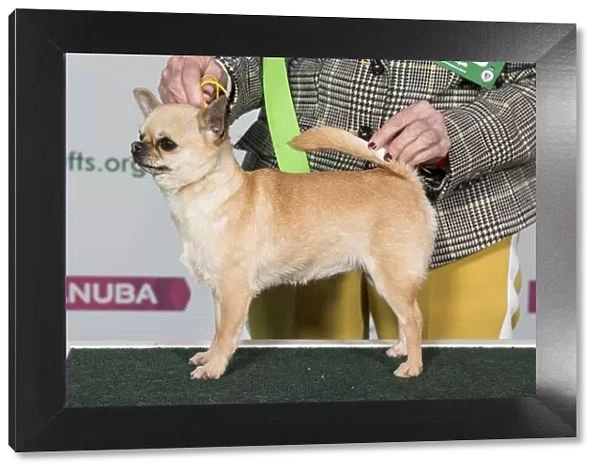 Best of Breed CHIHUAHUA (SMOOTH COAT)