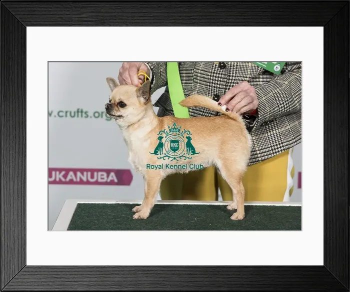 Framed Print : Best of Breed CHIHUAHUA (SMOOTH COAT) Framed Print : Best of Breed CHIHUAHUA (SMOOTH COAT)